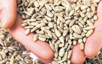 Un aliment ieftin, consumat de …