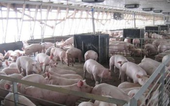 Crescătorii de porci din România …