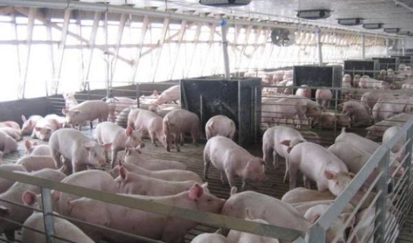 Crescătorii de porci din România solicită deblocarea comerţului către UE