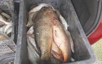 150 de kilograme de pește …