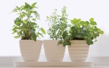 Cele mai bune plante pentru …