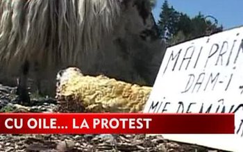 Cu oile la primărie! Protest …