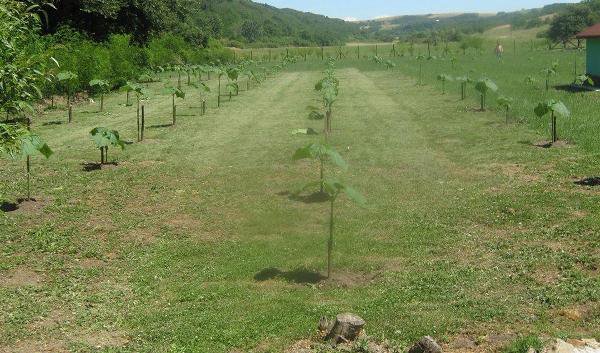 Seceta de anul trecut a afectat peste 160 de hectare de plantații ale Direcției Silvice Botoșani