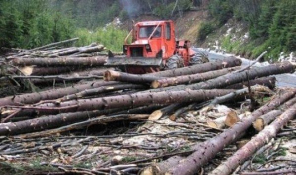 NOU! Licitaţiile pentru valorificarea masei lemnoase din fondul forestier vor putea fi organizate şi în sistem electronic