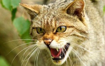 APM Botoşani începe evaluarea anuală …