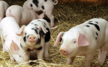 Fermierii pot depune la APIA …