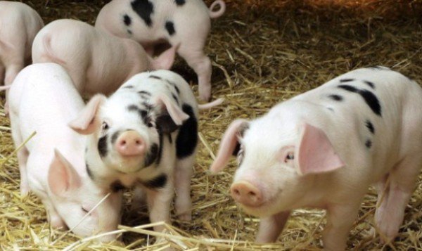 Fermierii pot depune la APIA cererile pentru ajutorul excepțional destinat crescătorilor de porci
