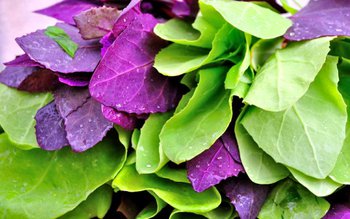 Loboda, o plantă de sezon …