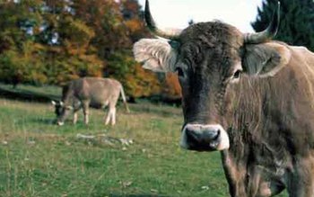 Crescătorii de animale vor primi …