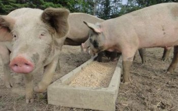 Alertă de pestă porcină africană …