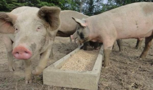 Alertă de pestă porcină africană la granița județului Botoșani. „Virusul ar putea evolua oriunde”