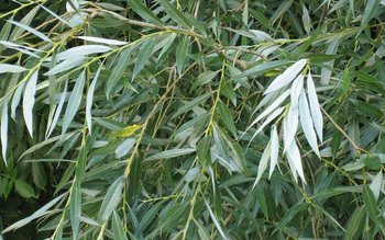 Copacul care produce aspirina naturală …