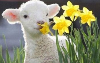 Prognoza meteo de Florii: Cum …