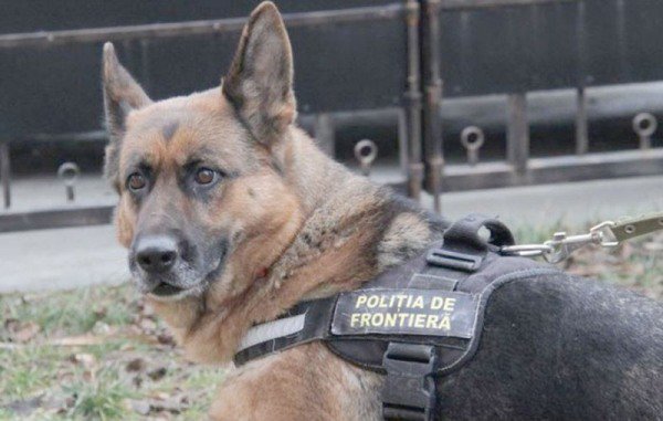 Ţigări ascunse în portierele unui autoturism, descoperite cu ajutorul câinelui poliţist Ofa