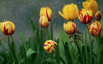 Ploi, ninsori în ţară şi …