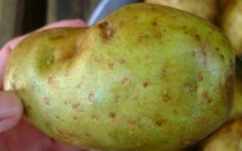 Observi aşa ceva pe cartofi? …