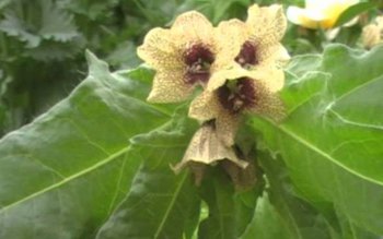 Planta care te scapă de …