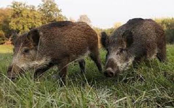 Fermierii din județul Botoșani disperaţi de pagubele enorme făcute de porcii mistreţi