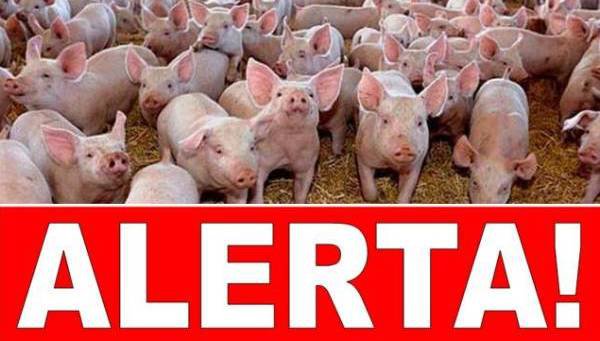 Alertă maximă în tot judeţul Botoșani din cauza pestei porcine africane