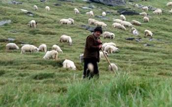 Stânile din judeţ cotrolate de …