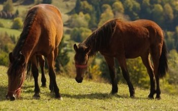 Tradiţii şi obiceiuri de Înălțare, …