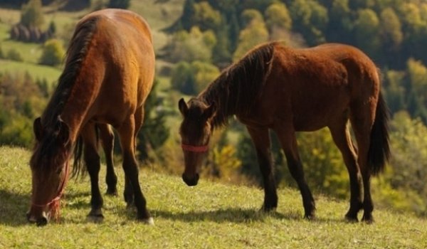 Tradiţii şi obiceiuri de Înălțare, Ispas, Paştele Cailor sau joia iepelor