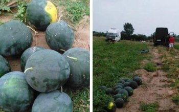 Prima recoltă de pepeni la …