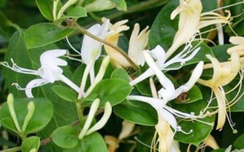 Beneficiile necunoscute ale Mâinii Maicii …