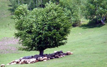 Cioban din județul Botoșani amendat …