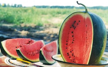 Pepeni injectați. Cum recunoști un …