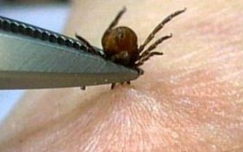 Mare atenţie la căpuşe. Fenomene …