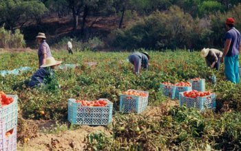 800 locuri de muncă sezoniere …