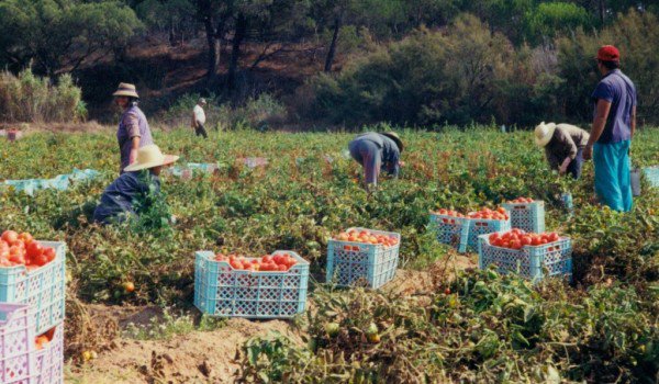 800 locuri de muncă sezoniere în agricultură - SPANIA