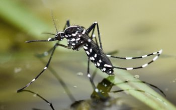 Ţânţarul „tigru”, care transmite virusul …