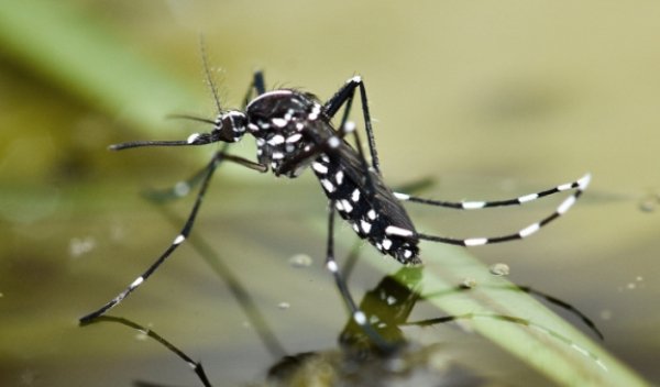 Ţânţarul „tigru”, care transmite virusul ZIKA, a ajuns la Bucureşti