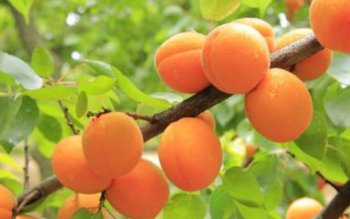 Beneficiile caiselor pentru sănătate