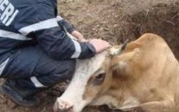 Bovină căzută într-o fântână, salvată …