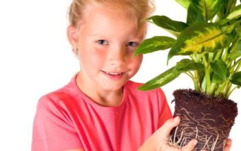 Plantele de apartament şi de …