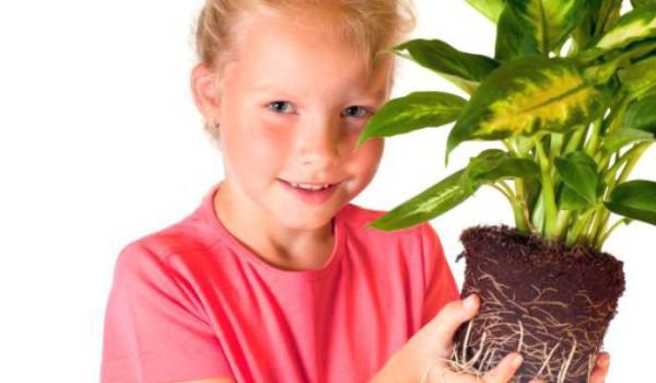 Plantele de apartament şi de grădina care îţi pot otrăvi copilul