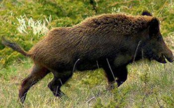 Seceta şi porcii mistreţi fac …