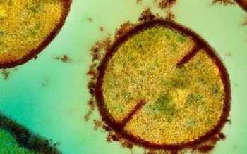 A fost descoperit un antibiotic …