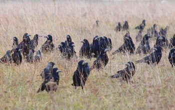 Iată cât de deştepte sunt …