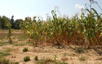 Fermierii care au avut posibilitatea …