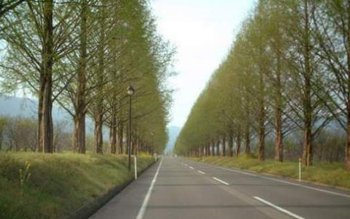 Avem nevoie de copaci pe …