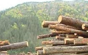 Material lemnos, în valoare de …