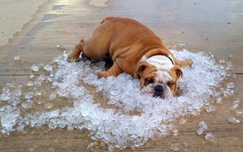 Reacția animalelor la căldură - …