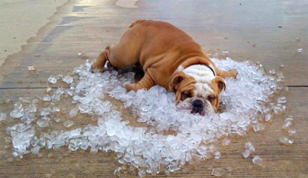 Reacția animalelor la căldură - cum îți dai seama că sunt deshidratate și cum trebuie să le hrănești