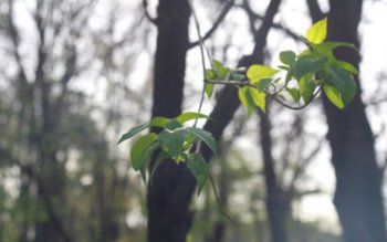 Vremea va fi în general …