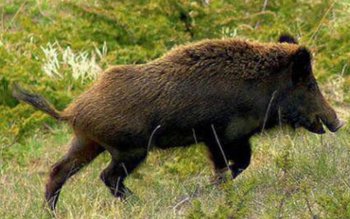 ALERTĂ! Numărul mistreţilor a crescut …