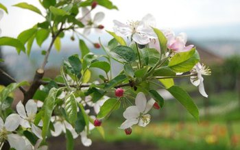 Căldură anormală în septembrie. Castanii, …